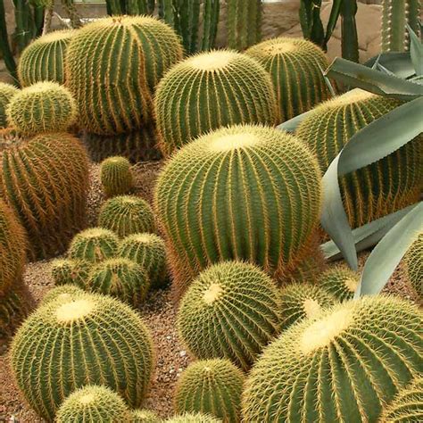 Echinocactus is a genus of cacti in the subfamily cactoideae. Echinocactus Grusonii - 20 seeds - Mother in Law Cushion