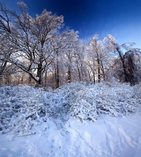 Winter Panorama — Stock Photo © Juliasha 7807519