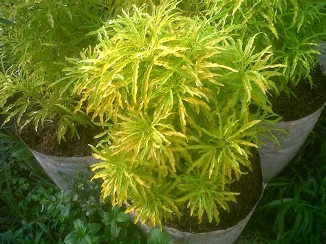 Bunganya berukuran kecil dengan warna merah, oranye, pink, sampai kuning. Jual Pohon Brokoli Kuning atau Tanaman Brokoli kuning ...