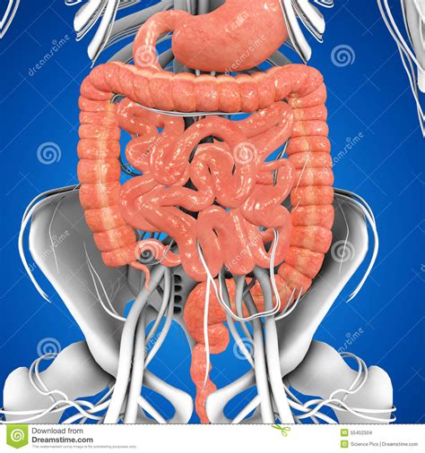 Digestive System Stock Illustration - Image: 55452504