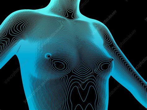 Female Body Contour Map Stock Image F0173768 Science