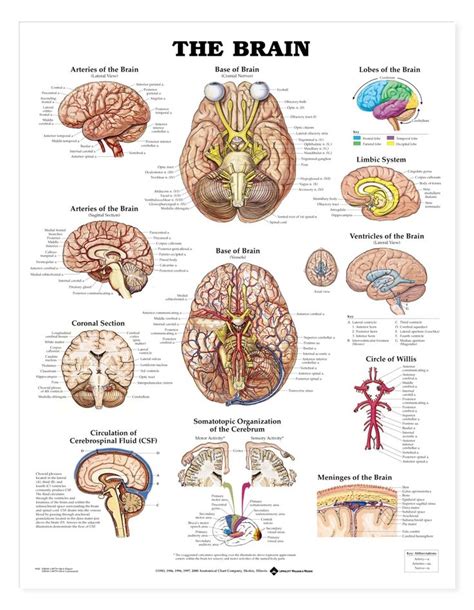Brain Anatomical Chart Brain Anatomy Poster Anatomystuff Health
