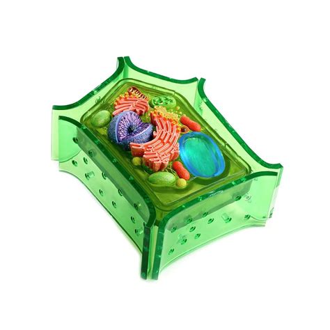 Let us have a detailed look at the plant cell, its structure and functions of different plant cell organelles. Model Of A Plant Cell Photograph by Science Photo Library