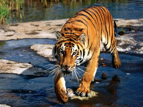 Prowler Bengal Tiger Wallpapers Hd Wallpapers Id 461