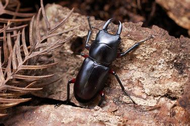 It prefers using its powerful. Lucanidae