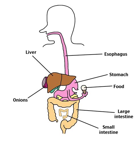 Digestive System Png Png Image Collection