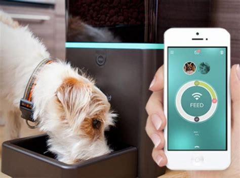 Top 5 Smart Devices For Pets Innotech Kiev 2017