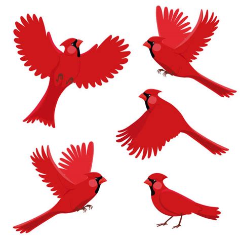 Silhouette Of Cardinal Bird Flying Illustrations Royalty Free Vector