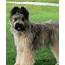 Breed Of The Week Briard  Simply For Dogs