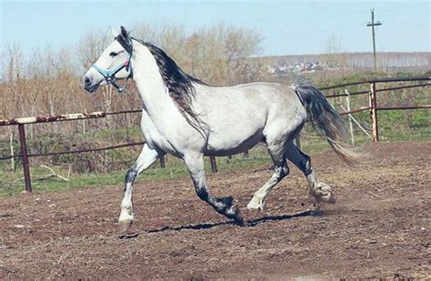 Horses For Sale Orlov Trotter Horse Russia Breeding For Sale