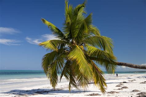 Zanzi Info By Zanziresort Coconut Palm The Tree Of Zanzibar