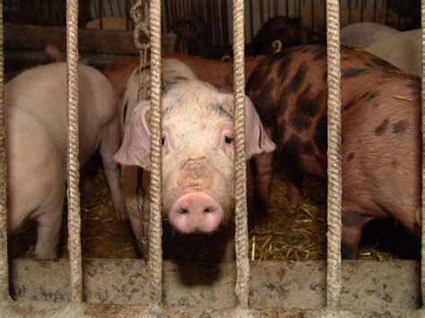 Top 10 Reasons Not To Eat Pigs Peta