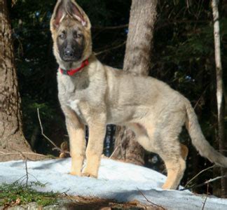 Find the perfect german shepherd puppy for sale in houston, texas at next day pets. The German Shepherd: Sable German Shepherd