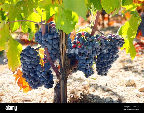Grapes In Vineyard Stock Photo Alamy
