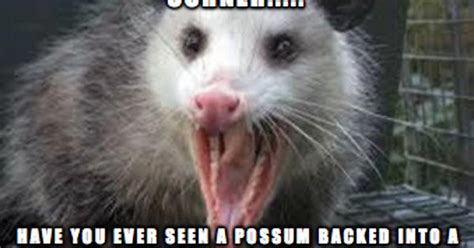 Corner Possum Meme On Imgur