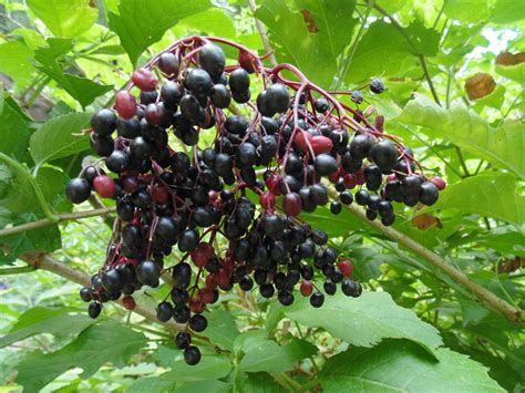 Elderberry Types What Are Some Common Varieties Of