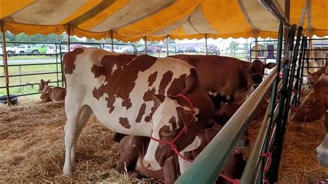 Dairy Show Cows Silk Hope Old Fashioned Farmers Days Youtube