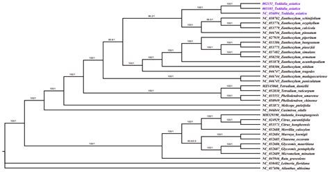 Plants Free Full Text Comparative Genomics Phylogenetics