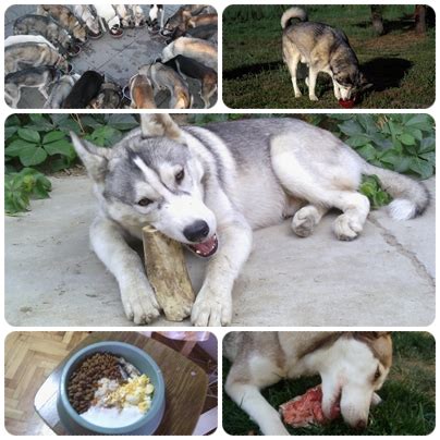 The best dog food for huskies. Husky Facts
