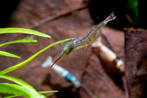 Long Nose Dwarf Shrimp Look For Food On Timber Decoration In Fresh