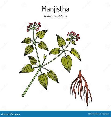Manjistha Rubia Cordifolia Or Indian Madder Medicinal Plant Stock