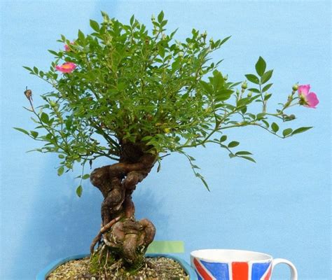 Shrub, hedge, specimen, miniature tree. Miniature Rose Flowering Bonsai Tree @KaizenBonsai ...