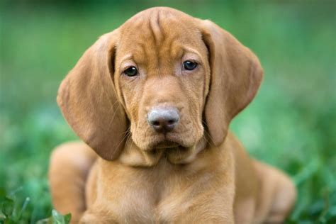 Some of the potential health issues that you may see with this breed include the skin condition known as sebaceous adenitis, which is an inflammatory skin issue. What Is The Best Dog Food for a Vizsla?