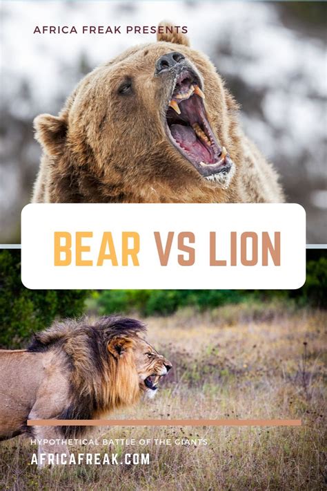 Lion Vs Grizzly Bear Who Would Win Lana Has Beasley