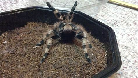 Nhandu coloratovillosus information feeding and rehousing! Adventures in the Real World: Spotlight: Nhandu ...