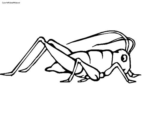 Cricket Coloring Pages At Free Printable Colorings