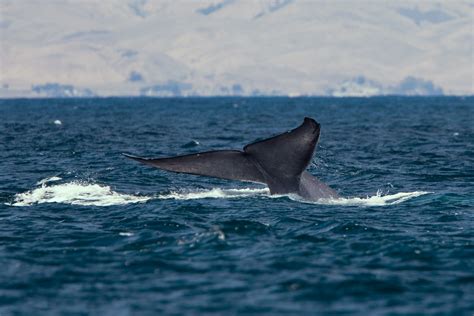 Fileblue Whale Tail Wikimedia Commons