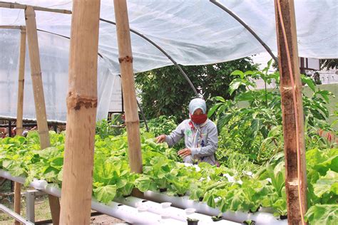 Petani Sayur Hidroponik Skala Rumahan Kota Kediri Tetap Laku Bahkan
