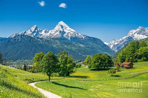 Idyllic Alpine Landscape With Meadows Flowers And Snowy Mountains In