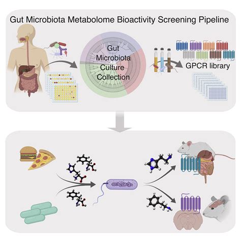 A Forward Chemical Genetic Screen Reveals Gut Microbiota Metabolites