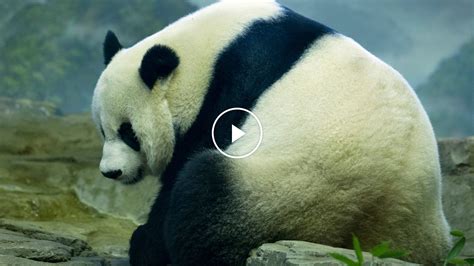 Giant Panda Cub Born At Smithsonian National Zoo The New York Times