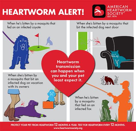Just add the item to your cart, fill in your pet and veterinarian's information, and petco will handle getting the prescription. Heartworm Treatment For Cats - Cat and Dog Lovers