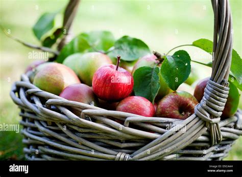 Apple Basket High Resolution Stock Photography And Images Alamy