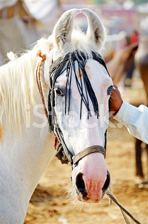 marwari horse stock  freeimagescom