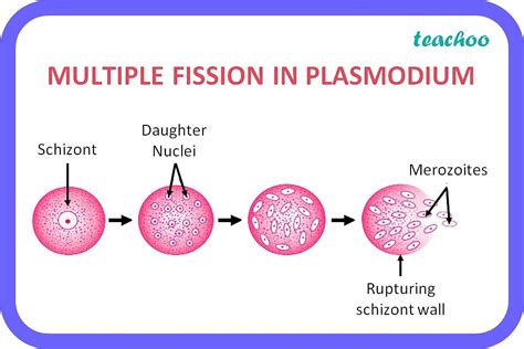 Mcq Asexual Reproduction Takes Place Through Budding In A Amoeba