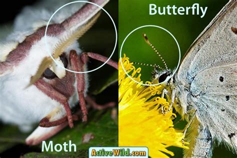 Moth Vs Butterfly How To Tell The Difference Pictures And Examples