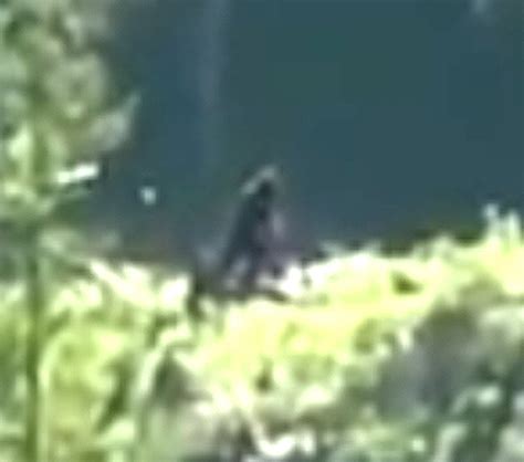 Video Of Sasquatch Spotted In The Remote Mountains Of Mission Bc Page 1