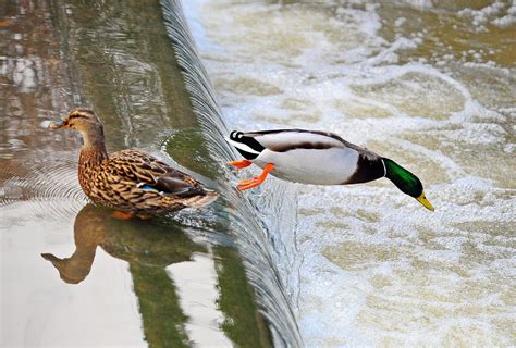 Diving Duck Friends Of Saintbridge Pond Nature Reserve