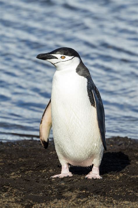 First attested in the 16th century in reference to the auk of the northern hemisphere; How Much Do Penguins Weigh? - Penguins Blog