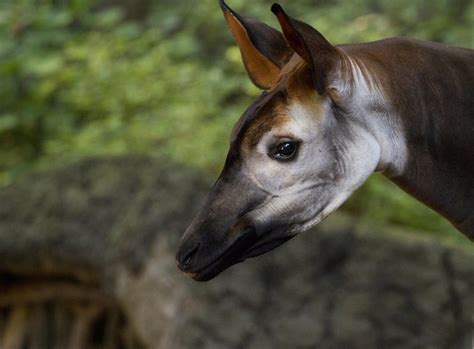 Okapi Portrait Nathan Rupert Flickr