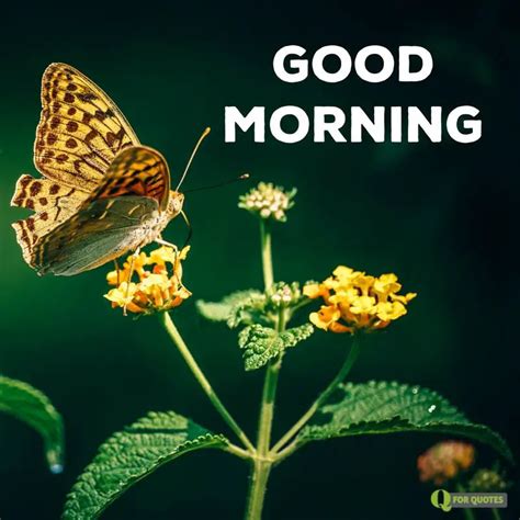 Delicate Harmony Good Morning Pics With Butterflies