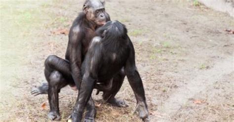 Animals Mating Monkey Mating And Gorilla Mating Funny