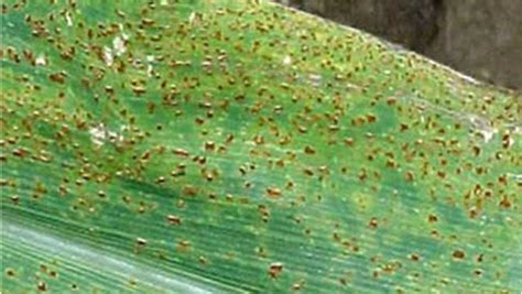 Early Lesions Begin As Flecks On Leaves That Develop Into Small Tan