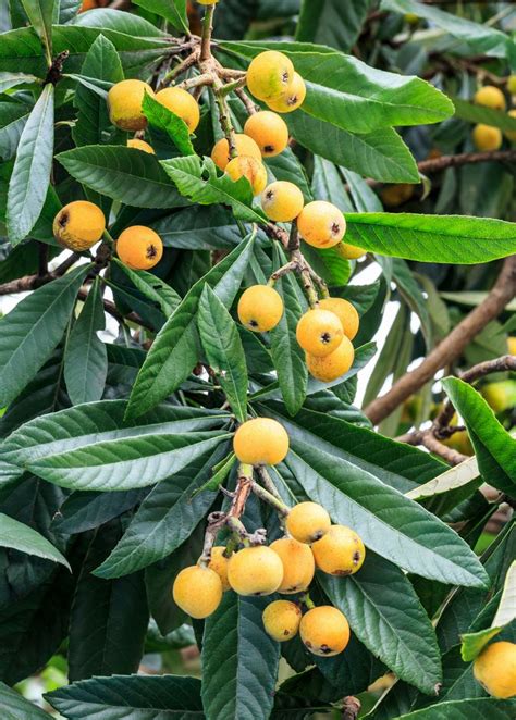 Loquat Christmas Eriobotrya Japonica Edible Landscaping Fruit