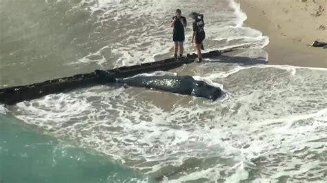 Dead Sperm Whale Washes Ashore On Palm Beach