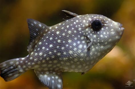 Rough Triggerfish Facts And Photographs Seaunseen